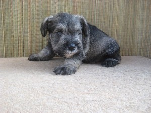 シュナ かわいい ♂ 飼いたい シュナ ブリーダー 子犬販売 ペット通販 横浜 全国発送可 空輸 陸送 JKC