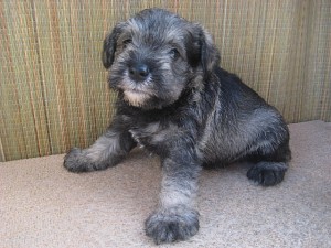 シュナウザー 健康 JKC血統書 ブリーダー 子犬 シュナウザー ペットショップ 通信販売 インターネット ブリーダー