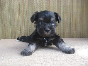 子犬　販売　ブリーダー　ペットショップ　オンライン　インターネット