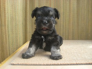 販売　飼いたい　初心者　ドイツ　JKC　小ぶり　シュナウザー