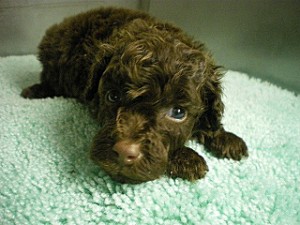 トイプードル ブラウン 子犬 女の子 モコモコ ふわふわ トリミング ブラウン トイプー 珍しい 子犬 購入