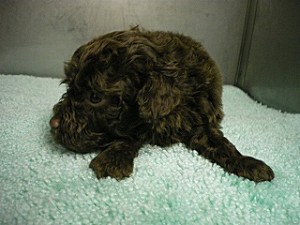 トイプードル もこもこ フワフワ 女の子 ブラウン 小ぶり トイプードル ブリーダー 横浜市 ペット 泉区 戸塚区 湘南 茅ヶ崎 藤沢