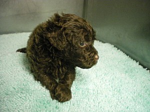 トイプードル ♀ ブラウン 小ぶり かわいい ペット ブリーダー 子犬販売 インターネット ペットショップ オンライン 通信販売 トイプードル 人気