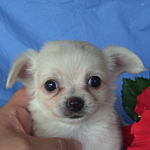 チワワの子犬 ホワイト ブリーダー 子犬販売の専門店 AngelWan 横浜