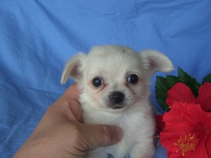 チワワ こいぬ ホワイト 女の子 販売 ブリーダー ペットショップ チワワ こいぬ 販売 横浜市 湘南 東京 千葉 埼玉
