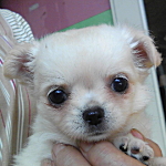 チワワの子犬 クリーム ブリーダー 子犬販売の専門店 AngelWan 横浜 東京 湘南 藤沢 鎌倉 茅ヶ崎