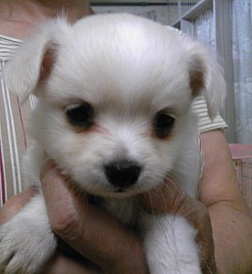 ロングコートチワワ クリーム メス ブリーダー ブリーダー 子犬販売の専門店 AngelWan ペットショップ