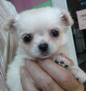 チワワ ロング こいぬ ♀ ブリーダー 子犬販売の専門店 AngelWan 横浜 川崎 相模原 町田 都内 横須賀