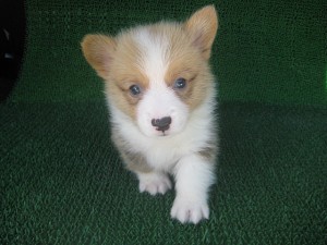 ウェルシュコーギーペンブローク 男の子 レッド&ホワイト 子犬販売の専門店 AngelWan ブリーダー コーギー 横浜 川崎 茅ヶ崎 藤沢 鎌倉