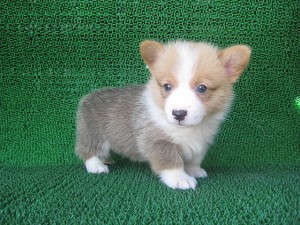 ウェルシュコーギーペンブローク こいぬ ブリーダー ペットショップ 子犬販売の専門店 AngelWan ブリーダー コーギー 神奈川 東京 千葉 埼玉