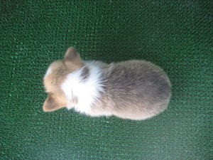 コーギー ♂ こいぬ ブリーダー 販売 子犬販売の専門店 AngelWan ブリーダー コーギー 番犬 中型犬