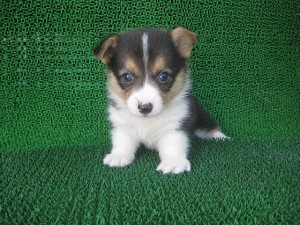 ブリーダー　子犬販売の専門店　ＡｎｇｅｌＷａｎ　都内　横浜　湘南　相模原　町田