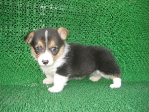 ブリーダー　子犬販売の専門店　ＡｎｇｅｌＷａｎ　コーギー　全国配送可能　かわいい