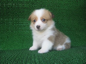 ウェルシュコーギーペンブローク 仔犬 女の子 ブリーダー 子犬販売の専門店 AngelWan 湘南 関東 横浜 横須賀 小田原