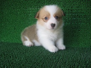 コーギーのこいぬ 女の子 レッド&ホワイト ブリーダー 子犬販売の専門店 AngelWan 埼玉 千葉 東京 神奈川 ペットショップ