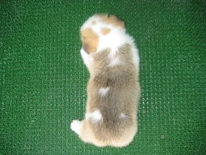 コーギー こいぬ 販売 ブリーダー 子犬販売の専門店 AngelWan 横浜 中型犬 番犬 アジリティ スポーツ