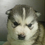 ブリーダー　子犬販売の専門店　AngelWan　横浜