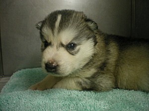 ブリーダー　子犬販売の専門店　AngelWan　シベリアンハスキー