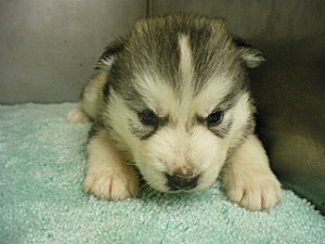 ブリーダー　子犬販売の専門店　AngelWan　シベリアンハスキー　神奈川　東京　千葉