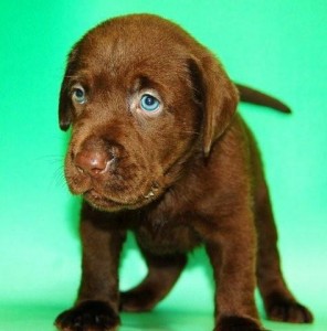 ラブラドールの子犬 ブリーダー ペットショップ ブリーダー 子犬販売の専門店 AngelWan ラブラドール・レトリバー