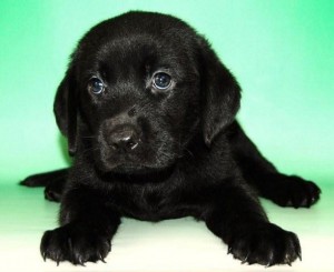 ラブラドール・レトリバー ブリーダー 販売 ブリーダー 子犬販売の専門店 AngelWan 横浜 ラブラドール 番犬