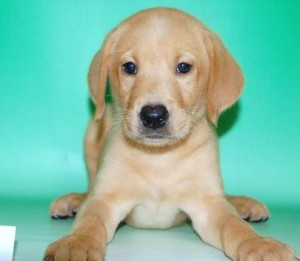 ラブラドール オス こいぬ イエロー ブリーダー 子犬販売の専門店 AngelWan 横浜 ラブラドール・レトリバー