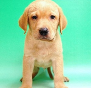 ブリーダー　子犬販売の専門店　AngelWan　ラブラドールレトリバー