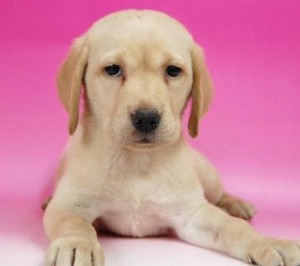 ラブラドール・レトリバー こいぬ ブリーダー ブリーダー 子犬販売の専門店 AngelWan ラブラドール・レトリバー 横浜