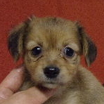 ブリーダー　子犬販売の専門店　AngelWan　横浜　雑種　MIX犬　ハーフ犬