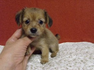ブリーダー　子犬販売の専門店　AngelWan　横浜　雑種　MIX犬　ハーフ犬