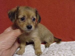 ブリーダー　子犬販売の専門店　AngelWan　横浜　雑種　MIX犬　ハーフ犬