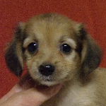 ブリーダー　子犬販売の専門店　AngelWan　横浜