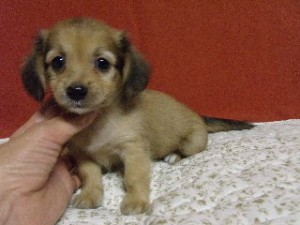 ブリーダー　子犬販売の専門店　AngelWan　横浜　相模原　町田