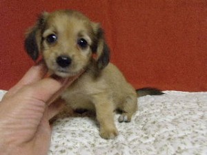 ブリーダー　子犬販売の専門店　AngelWan　横浜　MIX犬　雑種　ハーフ犬