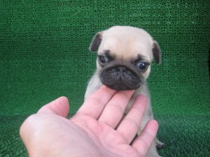 ブリーダー　子犬販売の専門店　AngelWan　横浜　川崎　パグ　茅ヶ崎　藤沢　湘南