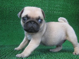 ブリーダー　子犬販売の専門店　AngelWan　パグ　神奈川　東京　千葉　埼玉