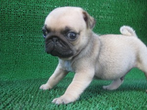 ブリーダー　子犬販売の専門店　AngelWan　横浜　パグ　室内犬　小型犬　鼻ぺちゃ