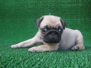 ブリーダー　子犬販売の専門店　AngelWan　パグ　飼い主様募集中　神奈川