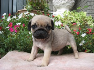 ブリーダー　子犬販売の専門店　AngelWan　パグ　横浜　川崎　小田原　湘南