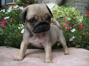 ブリーダー　子犬販売の専門店　AngelWan　パグ　神奈川　東京　千葉　埼玉