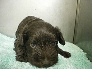 ミニチュアシュナウザー 珍しいカラー 子犬 ブリーダー 子犬販売の専門店 AngelWan ミニチュアシュナウザー 神奈川県