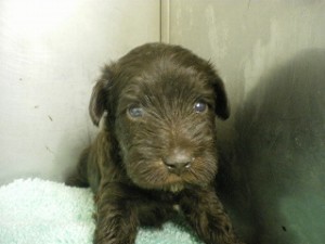 ミニチュアシュナウザー ペット ブリーダー こいぬ ブリーダー 子犬販売の専門店 AngelWan ミニチュアシュナウザー ペットショップ