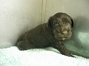 ミニチュアシュナウザー 子犬 ♂ ブリーダー ブリーダー 子犬販売の専門店 AngelWan ミニチュアシュナウザー 東京 千葉 埼玉