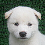 柴の子犬 白 ブリーダー 子犬販売の専門店 AngelWan 横浜 柴犬