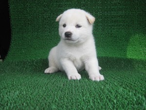 ブリーダー　子犬販売の専門店　AngelWan　横浜　柴犬　ホワイト　家族