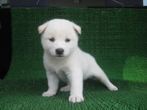 しば犬 番犬 ホワイト オス ブリーダー 子犬販売の専門店 AngelWan 横浜 柴犬 湘南 川崎 相模原 番犬