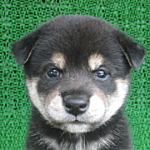 柴の子犬 黒 子犬販売の専門店 AngelWan 横浜 ブリーダー 柴犬