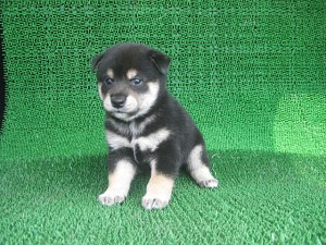 柴犬のこいぬ 黒 オス 小型犬 子犬販売の専門店 AngelWan 横浜 ブリーダー 柴犬 番犬 黒 ペット