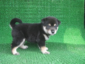 柴 こいぬ 販売 ブリーダー 子犬販売の専門店 AngelWan 横浜 ブリーダー 柴犬 忠犬