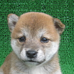 ブリーダー　子犬販売の専門店　AngelWan　横浜　柴